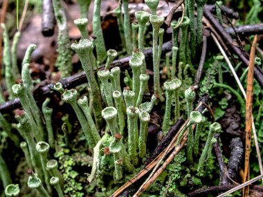 Latince adı Cladonia yaprağı olan güzel bir liken elflerin halk dilindeki kadehleri güney Urallar 'ın ormanlarında yetişir.