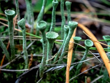 Latince adı Cladonia yaprağı olan güzel bir liken elflerin halk dilindeki kadehleri güney Urallar 'ın ormanlarında yetişir.
