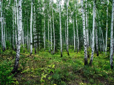 huş ağacı ve çam ağaçları yazın, Güney Ural Ormanı