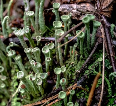 Latince adı Cladonia yaprağı olan güzel bir liken elflerin halk dilindeki kadehleri güney Urallar 'ın ormanlarında yetişir.
