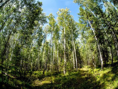 Birch - Çam ormanları yazın açık bulutlu mavi gökyüzünü görebilirsiniz, Güney Ural ormanı.