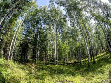 Birch - Çam ormanları yazın açık bulutlu mavi gökyüzünü görebilirsiniz, Güney Ural ormanı.