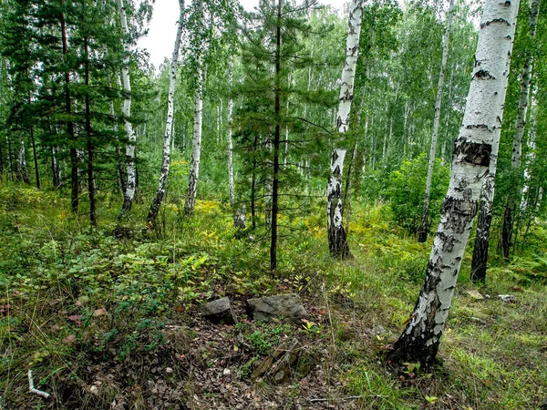 Birken Kiefer Mischwald Sommer Südlicher Uralwald — Stockfoto