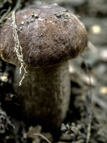 Ehető Gomba Latin Nevével Leccinum Scabrum Lehullott Levelek Között Makró — Stock Fotó