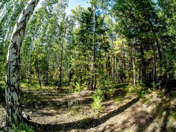 Abedul Bosque Mixto Pinos Verano Puede Ver Cielo Azul Con —  Fotos de Stock