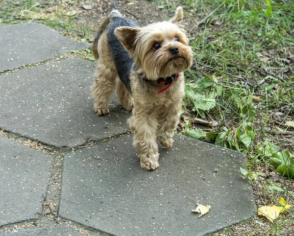 Small Shorn Yorkshire Terrier Green Grass — Stock Photo, Image