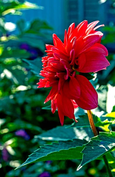 Fleur Dahlia Rouge Parmi Les Feuilles Vertes Dans Jardin — Photo