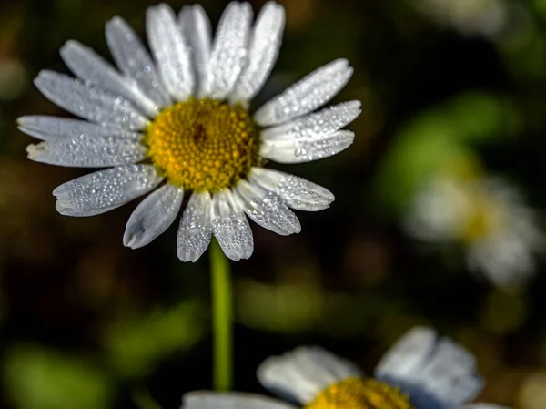 Flor Camomila Com Pequenas Gotas Orvalho Nas Pétalas Iluminada Pelo — Fotografia de Stock