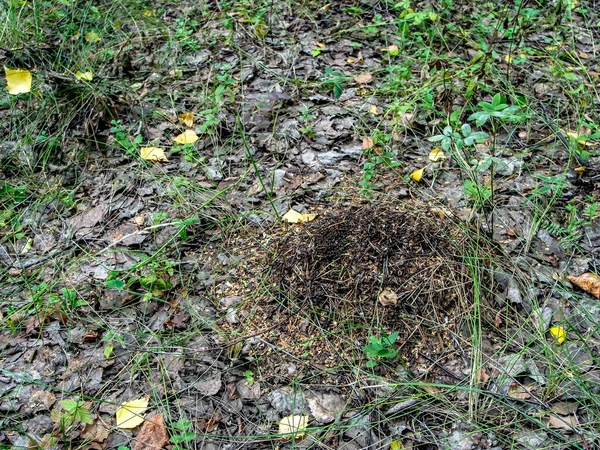 Fourmilière Dans Une Forêt Mixte Parmi Les Arbres Sud Oural — Photo