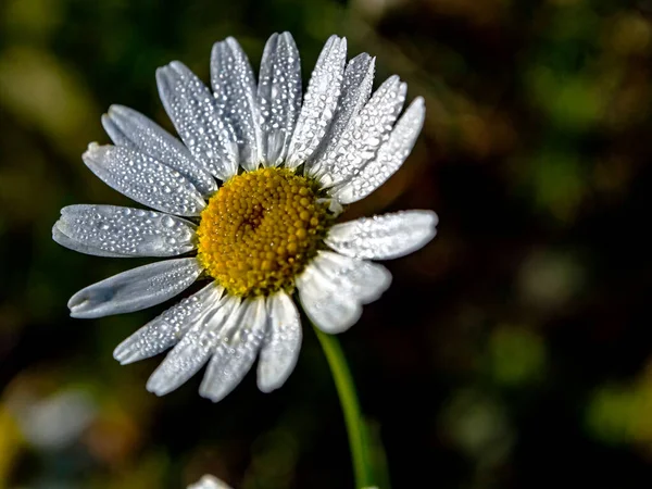 Flor Manzanilla Con Pequeñas Gotas Rocío Los Pétalos Iluminado Por — Foto de Stock