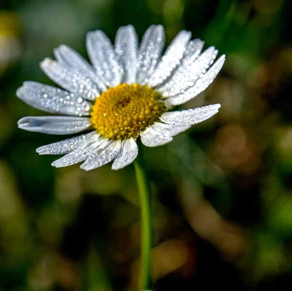 Kamillenblüte Mit Kleinen Tautropfen Auf Den Blütenblättern Beleuchtet Von Der — Stockfoto