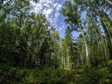 Birch - Çam ormanları yazın açık bulutlu mavi gökyüzünü görebilirsiniz, Güney Ural ormanı.