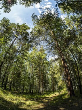 Birch - Çam ormanları yazın açık bulutlu mavi gökyüzünü görebilirsiniz, Güney Ural ormanı.