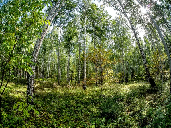 Birch Blandingsskog Sommeren Kan Den Blå Himmelen Med Lyse Skyer – stockfoto