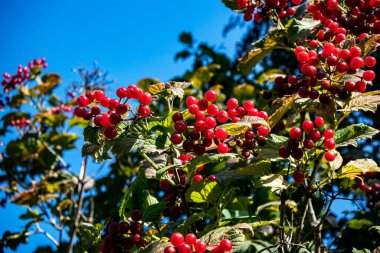 Mavi gökyüzüne karşı Bush 'un üzerinde olgunlaşmış viburnum