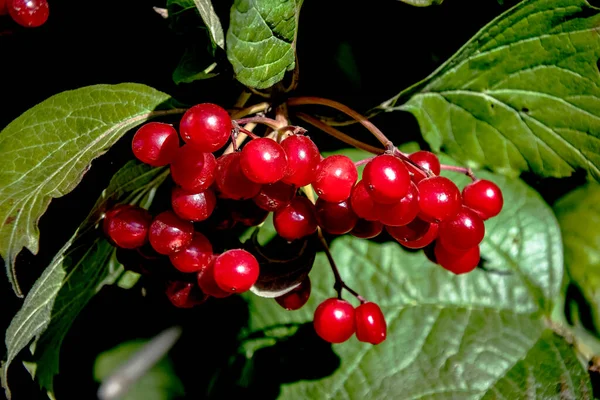 Vermelho brilhante viburnum maduro em um Bush — Fotografia de Stock