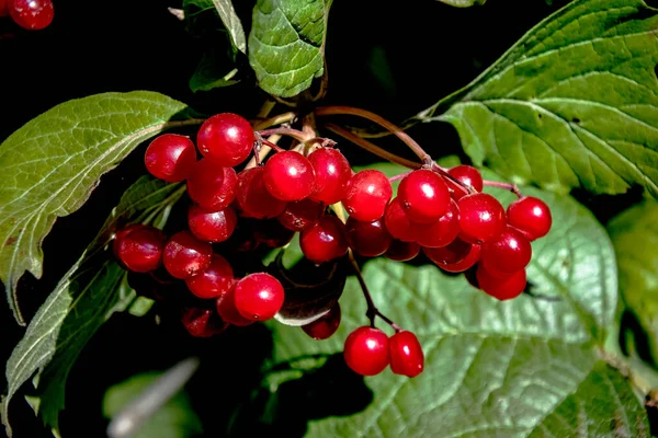 Parlak kırmızı viburum Bush 'un üstünde — Stok fotoğraf