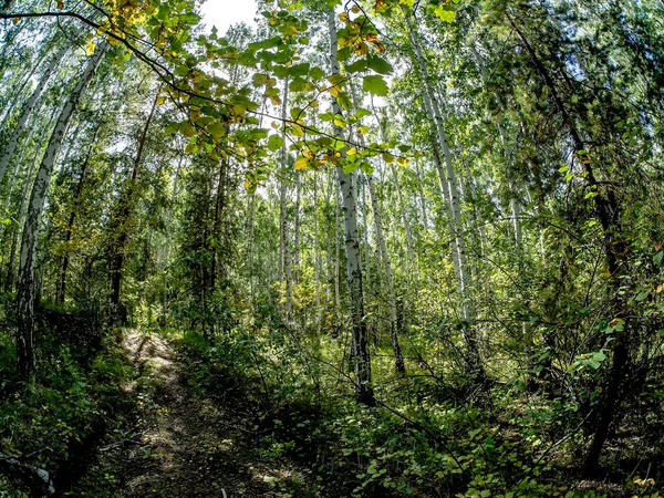 birch and pine mixed forest in summer, Fisheye