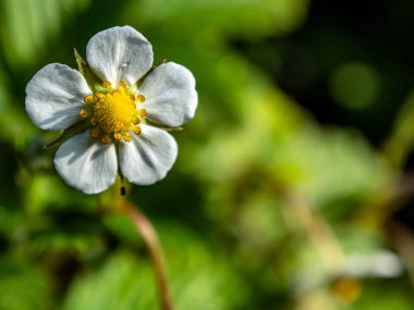 Bahçede çilek çiçek açar yatakta, makro, dar odak bölgesi