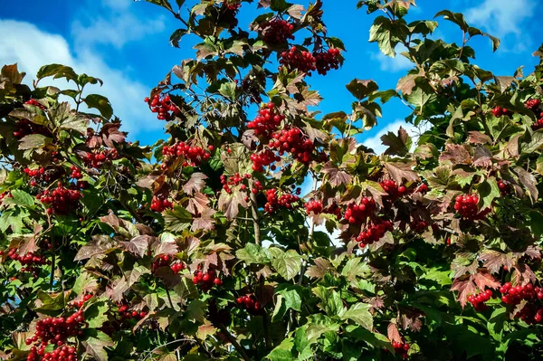 Viburnum Maduro Bush Contra Céu Azul — Fotografia de Stock