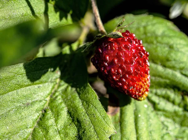 Rijpe Aardbeien Tuin Het Bed Macro Smal Focusgebied — Stockfoto