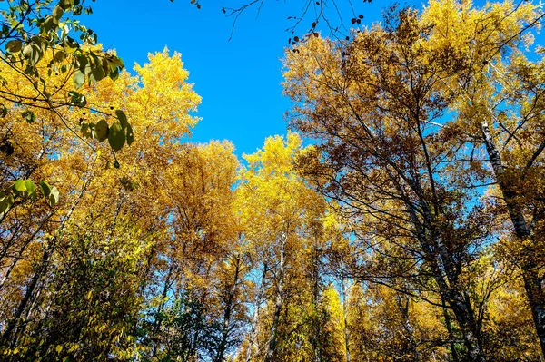 Bosque Otoño Tranquilo Con Hojas Amarillas Contra Cielo Azul Urales — Foto de Stock