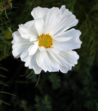 Latin isimli beyaz çiçekler doğal yeşilliğin arka planında Cosmos bipinnatus