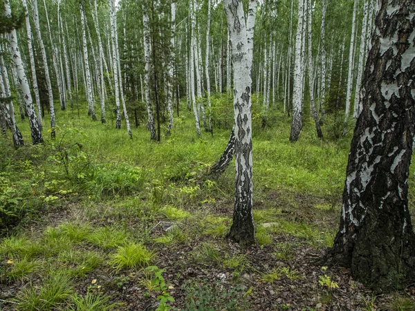 Bosque Mixto Abedul Pino Verano Sur Los Urales —  Fotos de Stock