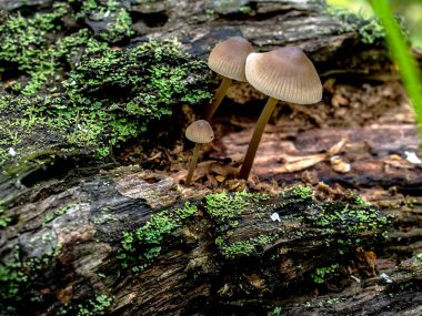 Ormandaki şemsiyeler gibi küçük yenmez mantarlar eski bir kütük, makro ve dar bir odak noktasında