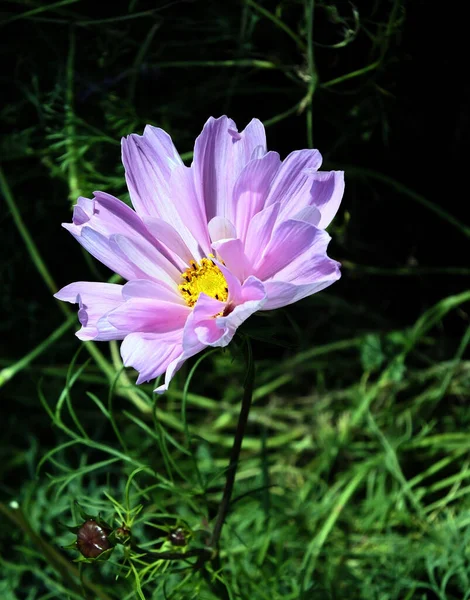 Fleurs Violettes Avec Nom Latin Cosmos Bipinnatus Sur Fond Verdure — Photo