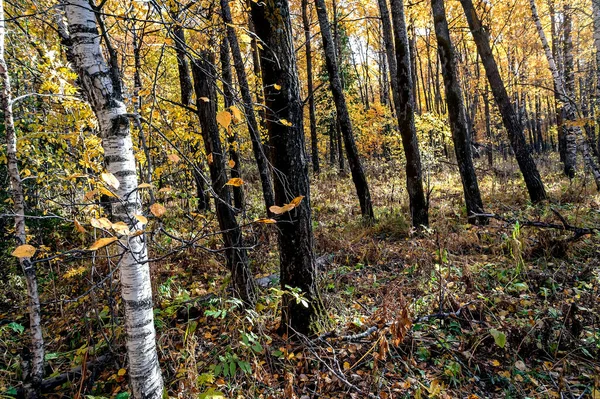 Spokojny Jesienny Las Żółtymi Liśćmi Świetle Dziennym Południowe Urale — Zdjęcie stockowe