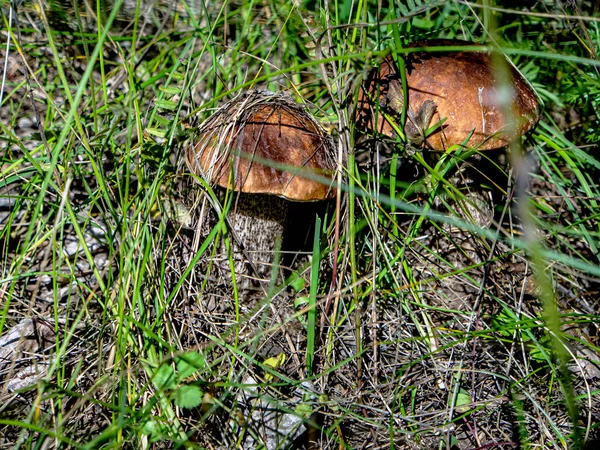 可食用的蘑菇 拉丁文名称为Leccinum Scabrum生长在落叶中 狭窄的聚焦点区 — 图库照片