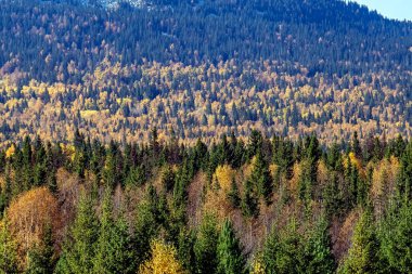 Zyuratkul Gölü civarındaki altın sonbahar, renkli ağaçlar, Ural dağları, pitoresk manzaralar