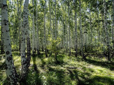 huş ağacı ve çam ağaçları yazın, Güney Ural Ormanı