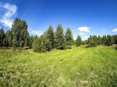 Orman kıyısı güneşli bir günde, açık bulutlu mavi gökyüzü, yeşil alan, Güney Ural, Rusya
