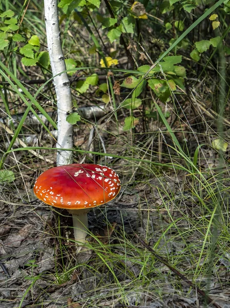 Oneetbare Paddenstoelen Met Latijnse Naam Amanita Muscaria Worden Gebruikt Volksgeneeskunde — Stockfoto