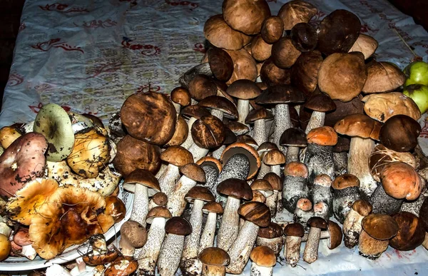 Skörd Svamp Och Boletus Som Samlats Skogarna Södra Uralbergen Läggs — Stockfoto