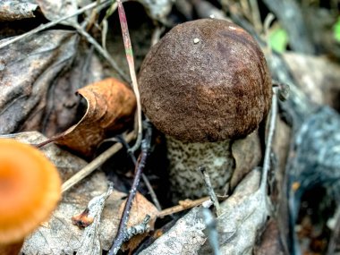 Latince adı Leccinum scabrum olan yenilebilir mantarlar dökülen yapraklar, makro ve dar odak noktaları arasında yetişir.