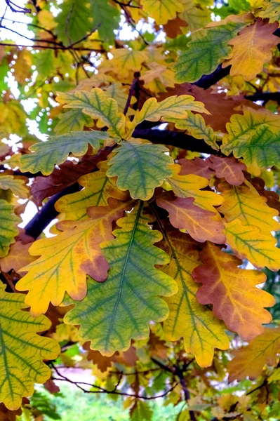 Multi Gekleurde Herfst Eiken Bladeren Een Tak Macro — Stockfoto