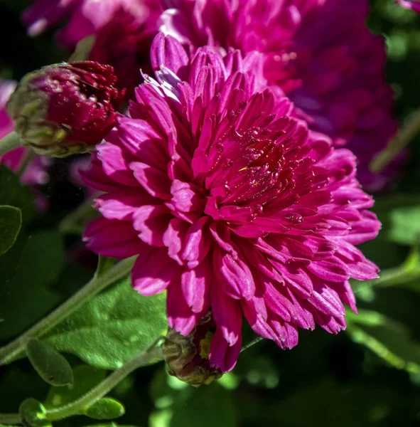 Petits Asters Violets Sur Lit Pneus Voiture Sur Fond Naturel — Photo