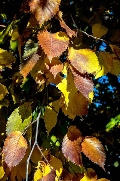 Grandi Foglie Autunnali Colorate Sui Rami Degli Alberi Illuminati Dal — Foto Stock