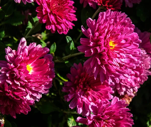 Petits Asters Violets Sur Lit Pneus Voiture Sur Fond Naturel — Photo