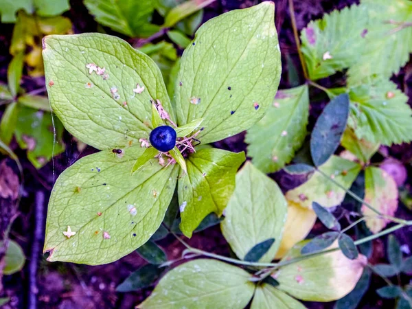 Δηλητηριώδες Φυτό Λατινικό Όνομα Paris Quadrifolia Αναπτύσσεται Δάση Ένα Σπάνιο — Φωτογραφία Αρχείου