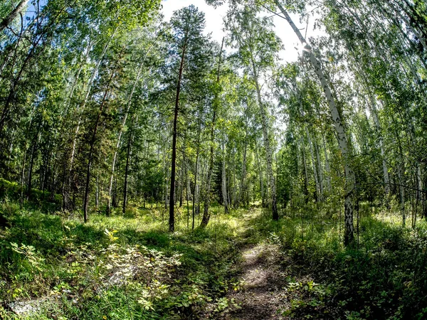 Abedul Bosque Mixto Pinos Verano Puede Ver Cielo Azul Con —  Fotos de Stock