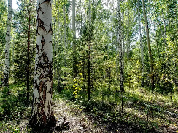 Forêt Mixte Bouleaux Pins Été Forêt Sud Oural — Photo