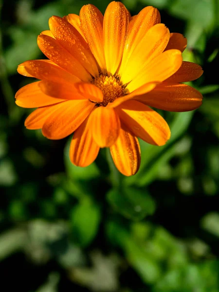 Kwiat Nagietka Małymi Kroplami Rosy Płatkach Oświetlonych Porannym Słońcem — Zdjęcie stockowe