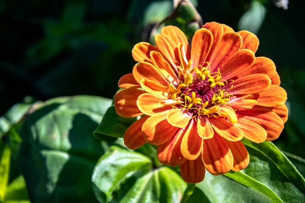 Fleurs Jaunes Avec Nom Latin Tagetes Sur Fond Flou Naturel — Photo