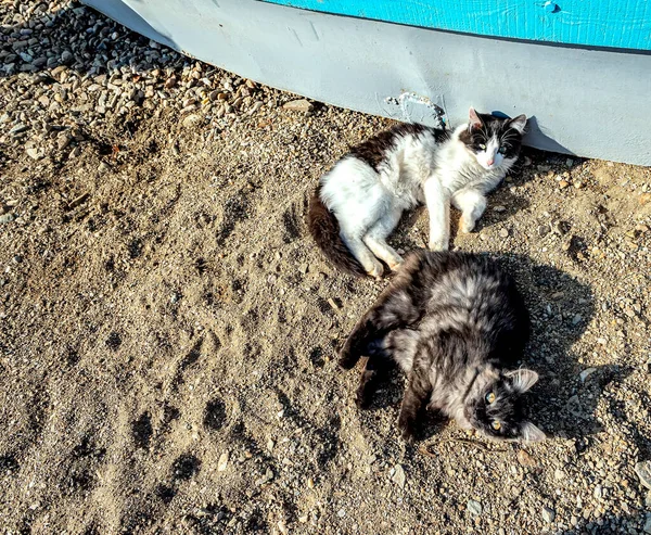 Кошки Лежат Песке Берегу Озера Греются Солнце — стоковое фото