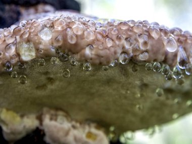 Kahverengi tinder mantarı, Latince adı Polyporaceae olan eski bir ağacın altında, mantarın dibi su gibi berrak bir sıvı olarak göze çarpar.