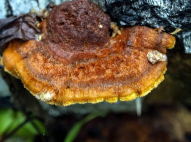 Parlak turuncu mantar, Latince adı Polyporaceae, devrilmiş bir ağacın üzerinde.